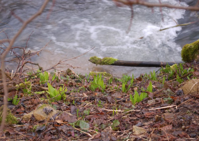 Baerlauch_0010__2705.jpg