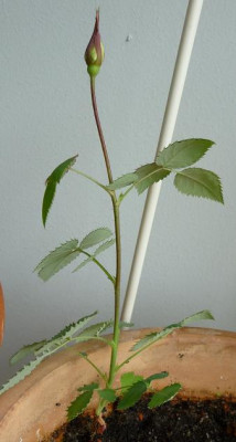 Saemling_MB_C1_11.jpg