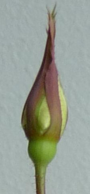 Saemling_MB_C1_Knospe4_2.jpg