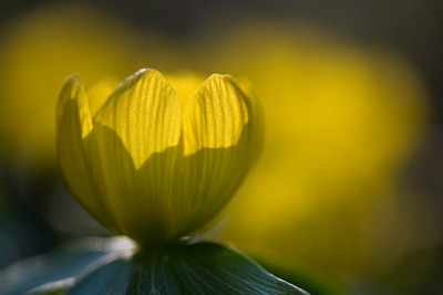 Sonne-2-Mar0309.jpg