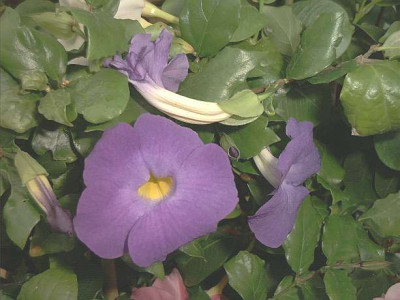Thunbergia_erecta.jpg
