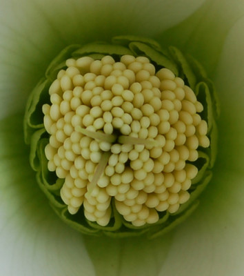 Helleborus_0010__2675.jpg