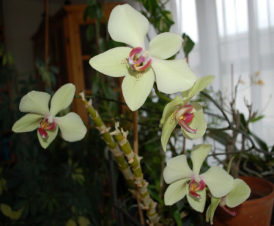 Orchidee_gelb_0010__2735.jpg