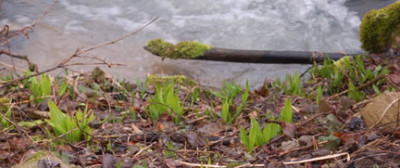 Baerlauch_0011__2705-aq.jpg