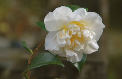 lulu_belle_309.jpg