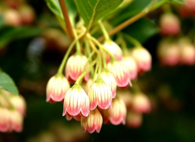 75_Enkianthus-campanulatus-2.jpg