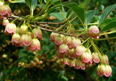 75_Enkianthus-camp-060522b.jpg
