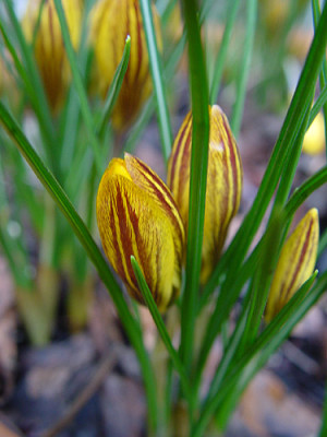 crocus_zwanenburg.jpg