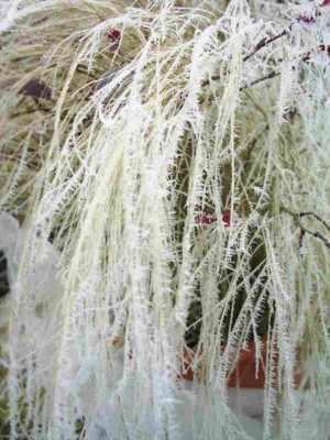 Frost3.JPG