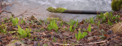 Baerlauch_0014__2705.jpg