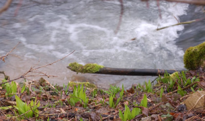 Fruehling_am_Wasser_0015__2705.jpg