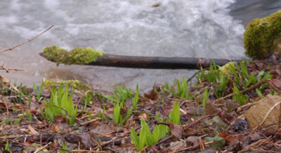 Moos_ueber_Wasser_0016__2705.jpg
