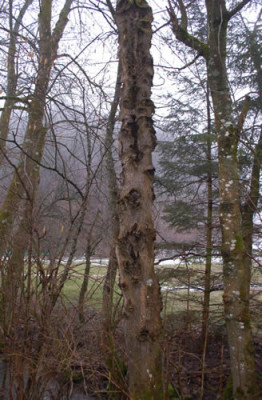 Baum_0010__2702.jpg