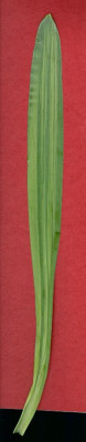 Galanthus_elwesii_Virusblatt2.jpg