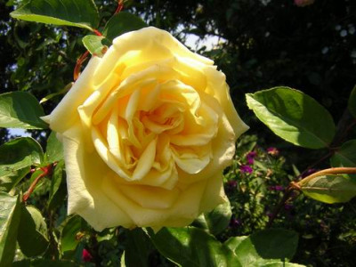 Perle_de_Jardin1bb.JPG