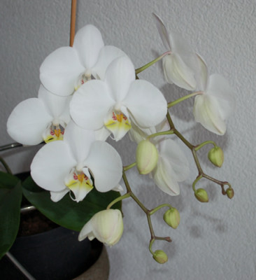 Orchidee_weiss_0010__2737.jpg