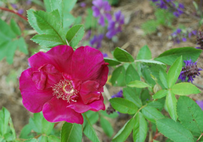 Basyes_Purple_Rose_0012__24831.jpg