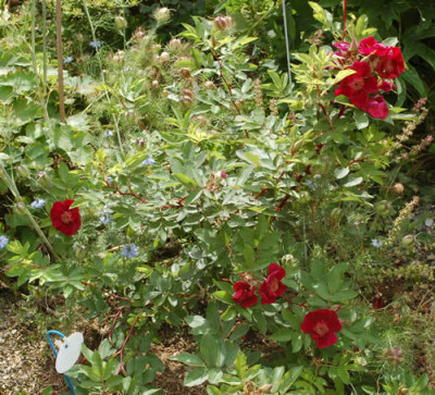 Basyes_Purple_Rose_0013__34727.jpg