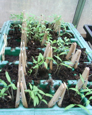 uber-tomaten.JPG
