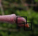 Baeumchen-dogwood_ausschnitt.jpg