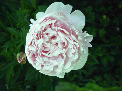 Paeonia_Sarah_Bernhardt.JPG