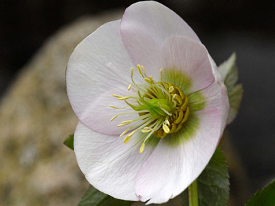 ashwood-pink2.jpg
