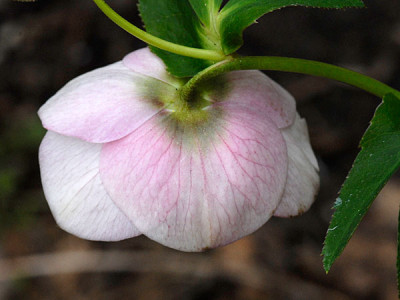 ashwood-pink1.jpg