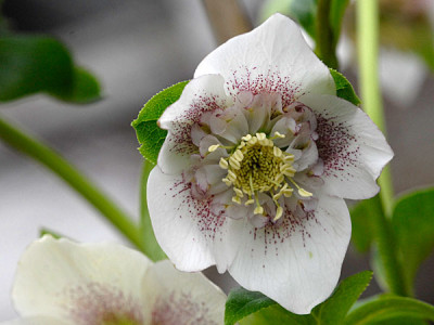 ashwood-anemone1.jpg