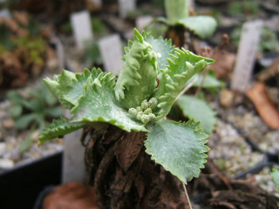 DSCF6590.JPG