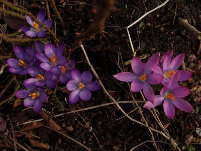 crocus_tomm_roseus_purple.jpg
