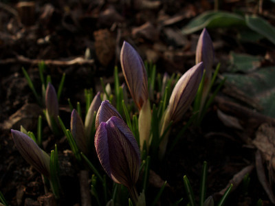 crocus_spec_032009.jpg