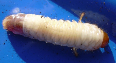 DSCN14341.JPG