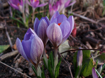 crocus_spec2_032009.jpg