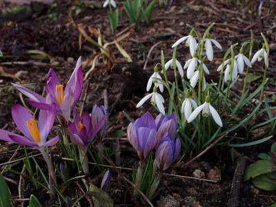 crocus_spec3_032009.jpg
