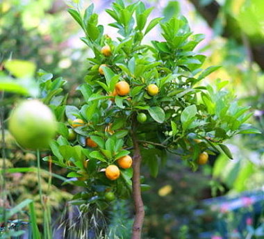 Orangen-zitronen.jpg