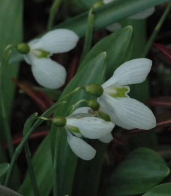 Galanthus_nivalis_Optimist.jpg