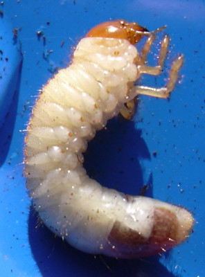 DSCN1438.JPG