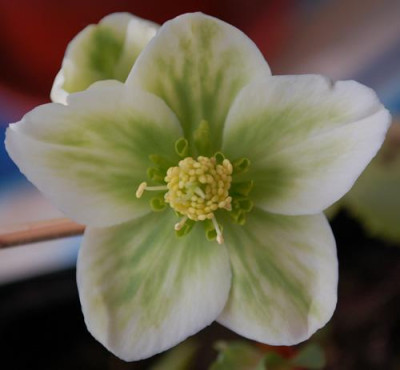 Helleborus_nigercors_fidel_129_0010____2788.jpg