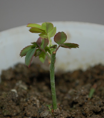 Nymphe_Egeria_0010___2809.jpg