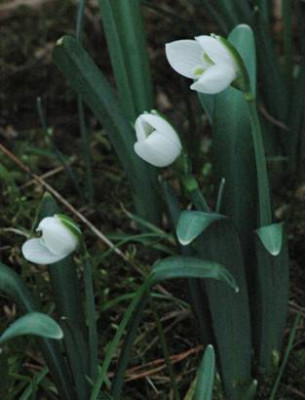 Galanthus_nivalis_Optimist_klein.jpg