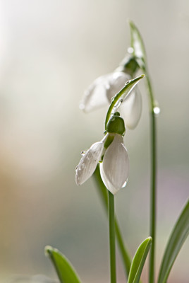 Gloeckchen-2-nass-Mar0609.jpg