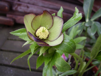 11-2009_grun_picote_k.JPG