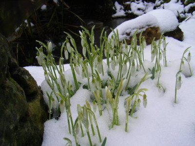 schneegluckchen.JPG