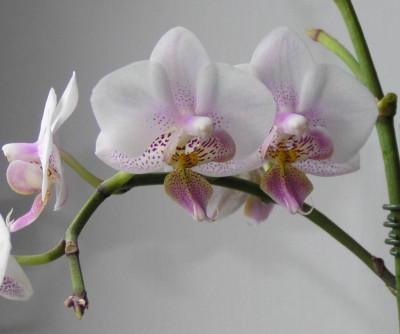 Phalaenopsis_kleinblumig_002_nah.jpg