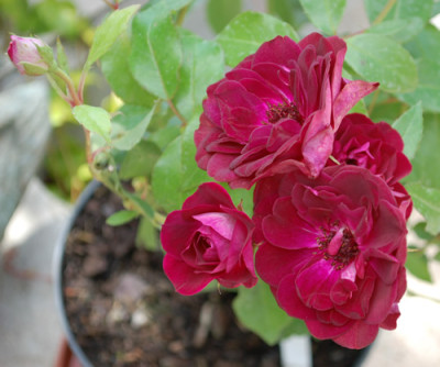 Burgundy_Ice_0012__32693.jpg