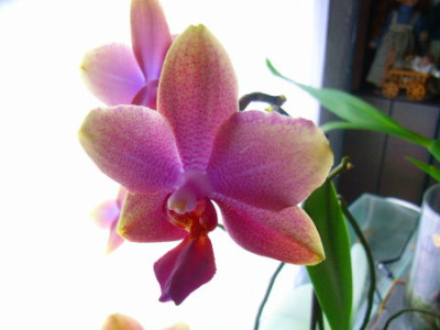 phal.JPG