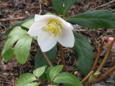 Christrosenkind_09.jpg
