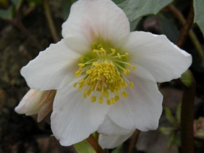 Helleborus_2009.JPG