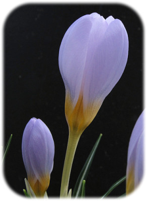 Image11_uu.jpg