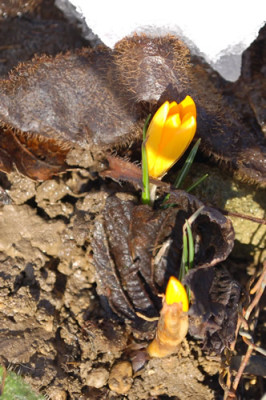 Krokusse_gelb_0010__2896.jpg